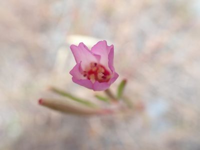 Clarkia franciscana, photographed by Scott Yarger