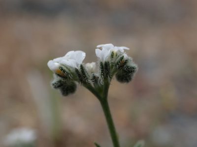 Cryptantha flaccida, photographed by Scott Yarger