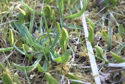 Ophioglossum vulgatum, photographed by Billy Fullwood