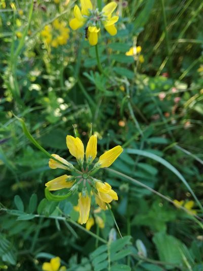 Coronilla securidaca, photographed by Andrea Meucci