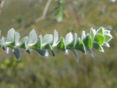 Liparia latifolia, photographed by Klaus Wehrlin