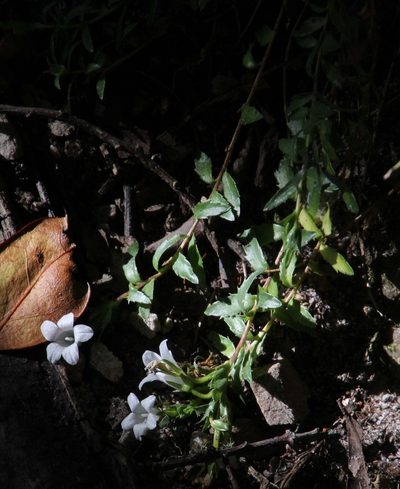 Prismatocarpus nitidus, photographed by Tony Rebelo