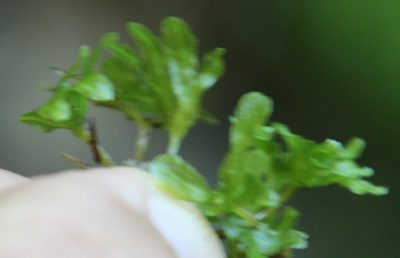 Symphyogyna podophylla, photographed by Tony Rebelo
