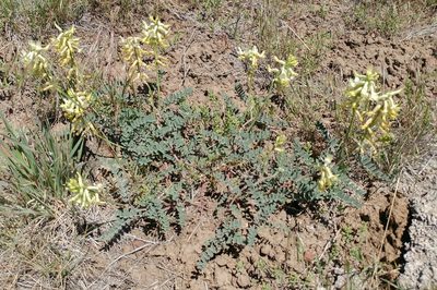 Astragalus curvicarpus, photographed by Casey H. Richart