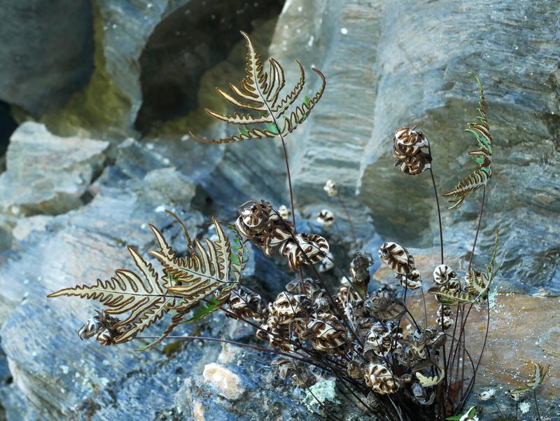 Aleuritopteris argentea, photographed by Jacy Chen
