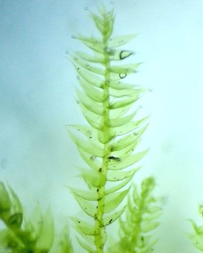 Herzogiella striatella, photographed by Roger Rittmaster