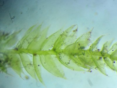 Herzogiella striatella, photographed by Roger Rittmaster
