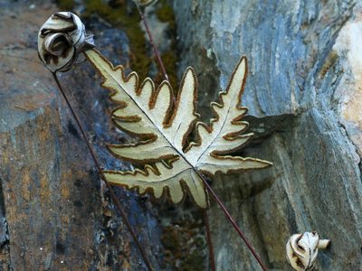 Aleuritopteris argentea, photographed by Jacy Chen