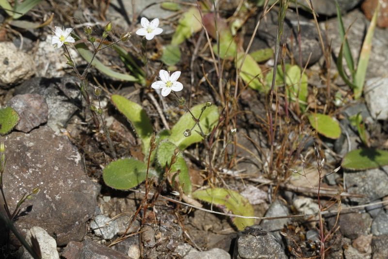 Sabulina macra, photographed by J Straka