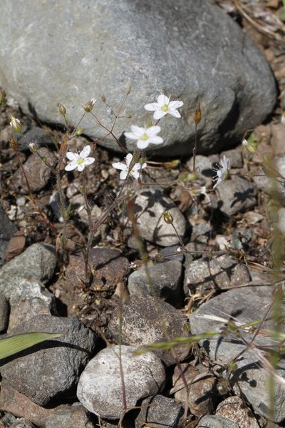 Sabulina macra, photographed by J Straka