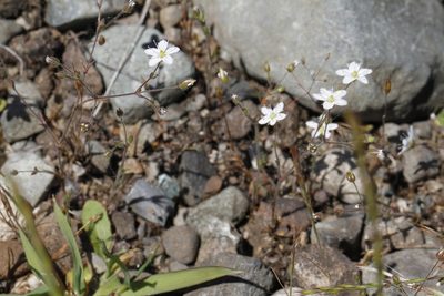 Sabulina macra, photographed by J Straka