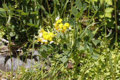 Hosackia pinnata, photographed by J Straka