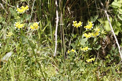 Hosackia pinnata, photographed by J Straka
