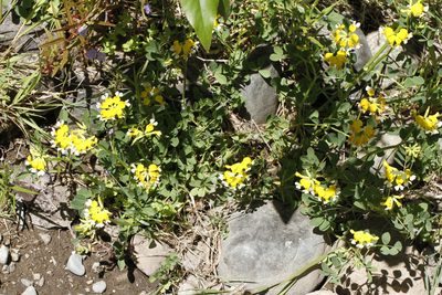Hosackia pinnata, photographed by J Straka