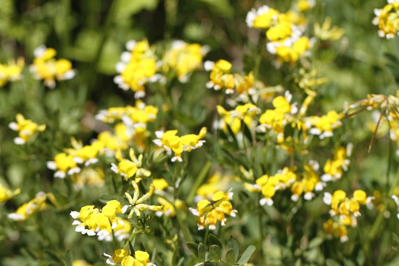 Hosackia pinnata, photographed by J Straka