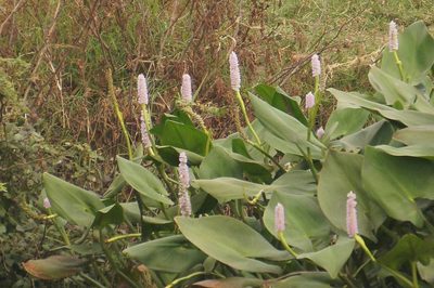 Pontederia sagittata, photographed by Juan Carlos Pérez Magaña