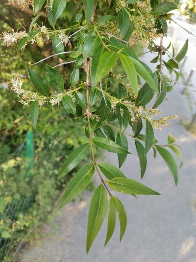 Fontanesia fortunei, photographed by Ljaž