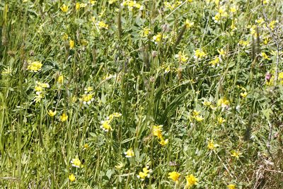 Hosackia pinnata, photographed by J Straka