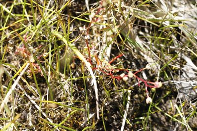 Montia linearis, photographed by J Straka