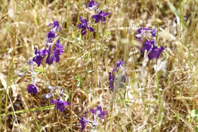 Delphinium menziesii, photographed by J Straka