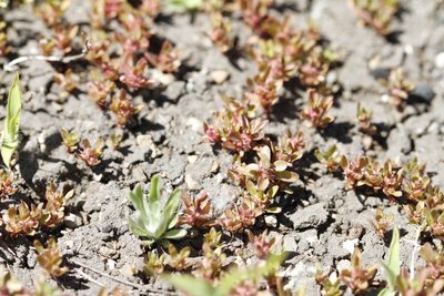 Lythrum portula, photographed by J Straka