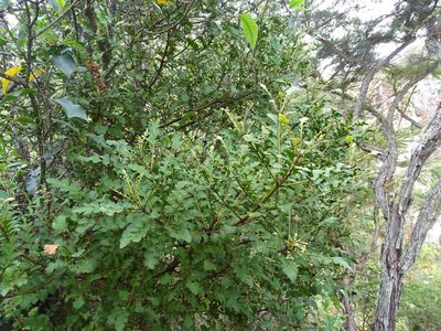Phyllocladus toatoa, photographed by Grzegorz Grzejszczak