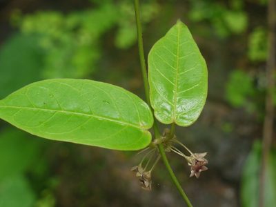 Vincetoxicum dalzellii, photographed by Dinesh Valke