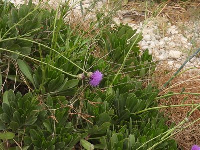 Cheirolophus crassifolius, photographed by amantedarmanin