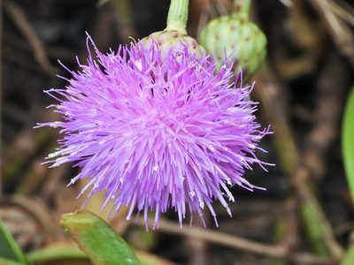 Cheirolophus crassifolius, photographed by amantedarmanin