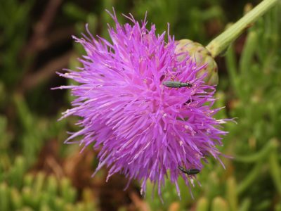 Cheirolophus crassifolius, photographed by amantedarmanin