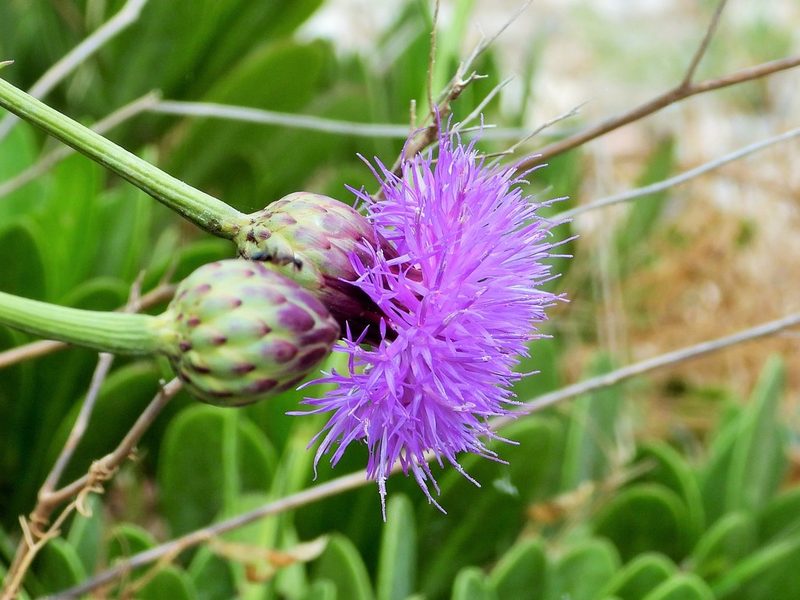 Cheirolophus crassifolius, photographed by amantedarmanin