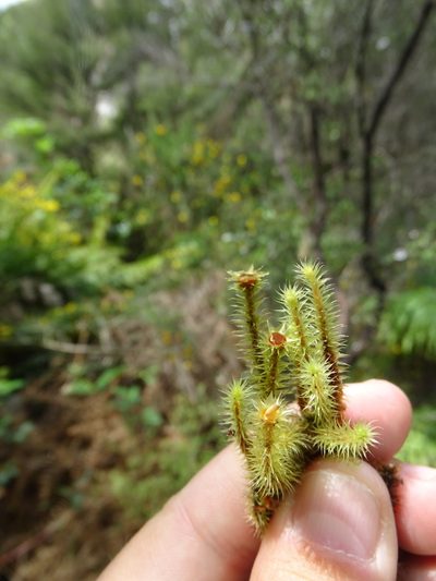 Breutelia elongata, photographed by Grzegorz Grzejszczak
