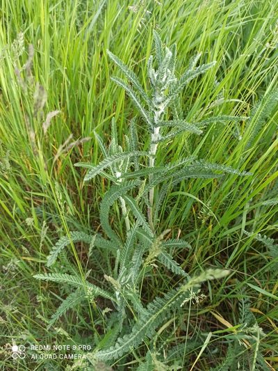 Achillea seidlii, photographed by Radosław Puchałka