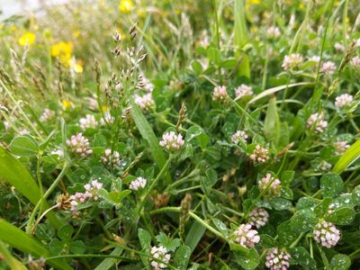 Trifolium striatum, photographed by Chris McKee