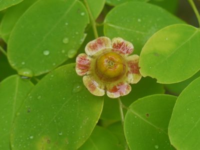 Breynia retusa, photographed by Dinesh Valke