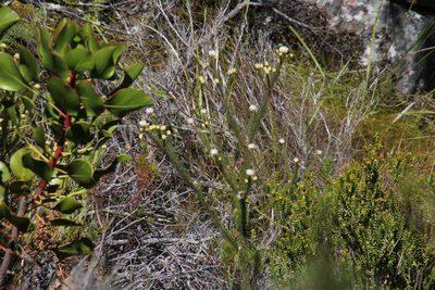 Staavia glutinosa, photographed by Tony Rebelo