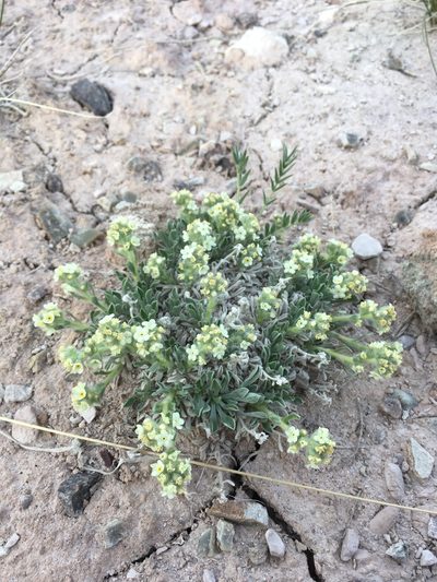 Oreocarya caespitosa, photographed by Cecelia Alexander