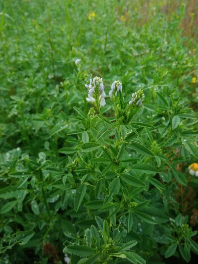 Trigonella procumbens, photographed by Valerii Darmostuk