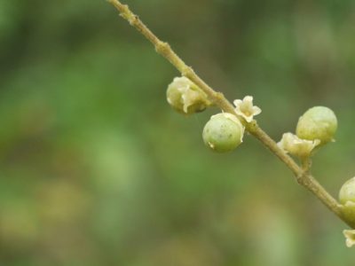 Vitex leucoxylon, photographed by Dinesh Valke