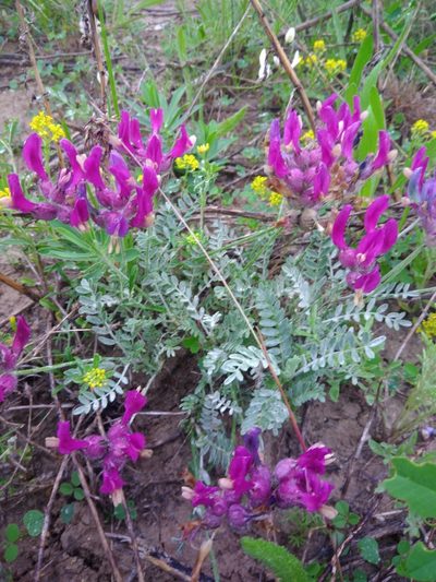 Astragalus vesicarius, photographed by Valerii Darmostuk