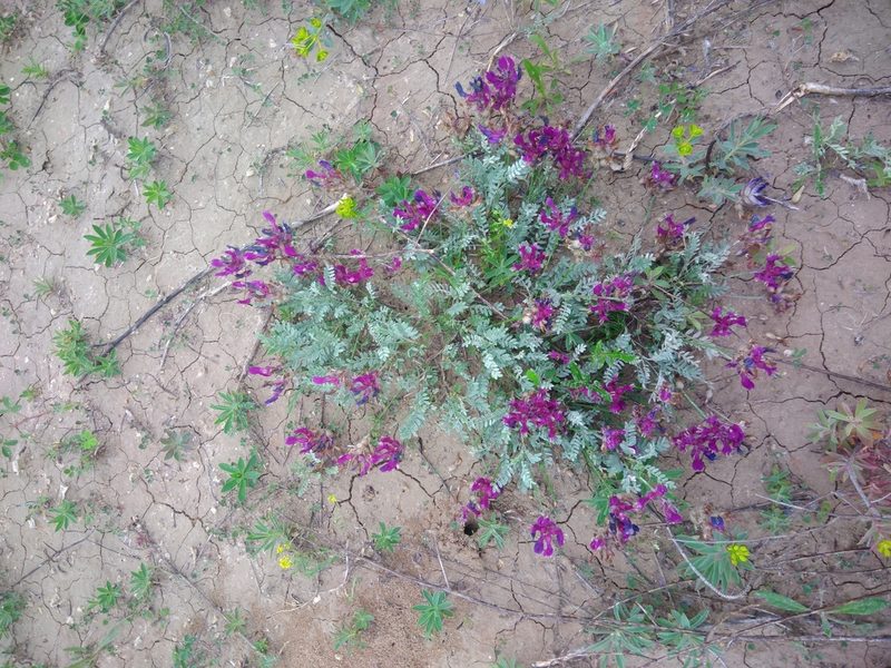 Astragalus vesicarius, photographed by Valerii Darmostuk