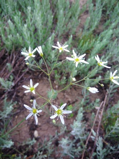 Eremogone biebersteinii, photographed by Valerii Darmostuk