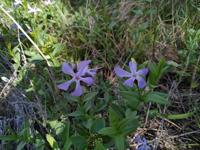 Vinca herbacea, photographed by Богдан Кученко