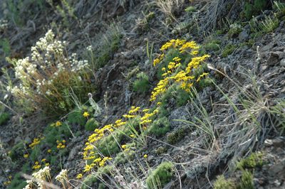 Nestotus macleanii, photographed by Syd Cannings