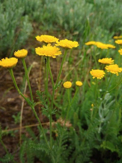 Tanacetum millefolium, photographed by Valerii Darmostuk
