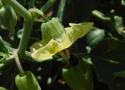 Physalis fendleri, photographed by Elliott Gordon