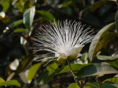 Capparis moonii, photographed by Dinesh Valke
