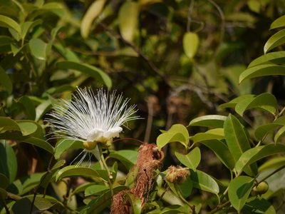 Capparis moonii, photographed by Dinesh Valke