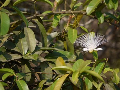 Capparis moonii, photographed by Dinesh Valke