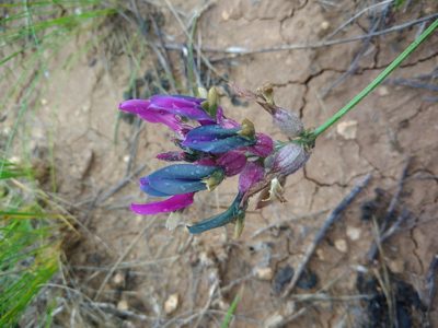 Astragalus vesicarius, photographed by Valerii Darmostuk